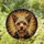 Fluffy Yorkshire Terrier Dog Head Stained Glass Mosaic - Tiffany Style Jewel Tone Home Decor Stained Glass Suncatcher - 1