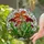 Carnivorous Plant Stained Glass - Venus Flytrap & Pitcher Plant Nature Art Collector Gift Stained Glass Suncatcher - 2