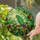 Green Parrot Stained Glass Art - Tiffany Jungle Canopy Jewel Tones Stained Glass Suncatcher - 2