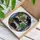 Black Cats Houseplants Stained Glass Artwork - Tiffany Style Shelving Unit Cat Lover Gift Stained Glass Suncatcher - 3