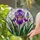 Majestic Purple Iris Flower In Bloom Stained Glass Art - Jewel Tone Home Decor Gift Stained Glass Suncatcher - 2