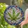Cannabis Leaf Seven Lobes Stained Glass Tiffany Mosaic Intricate Veins Fractured Glass Stained Glass Suncatcher - 2