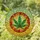 Intricately Veined Cannabis Leaf Stained Glass Full Frame Mosaic Art Jewel Tones Stained Glass Suncatcher - 1