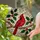 Male Cardinal Stained Glass Art with Holly Leaves & Red Berries, Tiffany Mosaic Style Stained Glass Suncatcher - 2