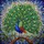 Tiffany Stained Glass Peacock - Majestic Fanned Tail Jewel Tone Art with Green Foliage Stained Glass Suncatcher - 5