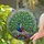Tiffany Stained Glass Peacock - Majestic Fanned Tail Jewel Tone Art with Green Foliage Stained Glass Suncatcher - 2
