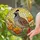 California Quail Red Poppy Stained Glass Mosaic Art - Tiffany-Style Jewel Tone Decor Stained Glass Suncatcher - 2