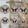 Macabre Butterfly Human Skull Stained Glass Tiffany Art with Skulls & Leafy Vines Stained Glass Suncatcher - 4