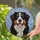 Bernese Mountain Dog Stained Glass Window Art - Tiffany Tri-Color Fur Mosaic Decor Gift Stained Glass Suncatcher - 2