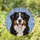 Bernese Mountain Dog Stained Glass Window Art - Tiffany Tri-Color Fur Mosaic Decor Gift Stained Glass Suncatcher - 1