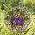 High Contrast Purple Grapes Stained Glass Art - Tiffany Style Grapevine Mosaic Design Stained Glass Suncatcher - 1