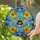 Bumblebee Tiffany Stained Glass Floral Mosaic - Jewel Tones Sky Blue Suncatcher Art Stained Glass Suncatcher - 2