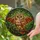 Stained Glass Owl Forest Canopy Art - Tiffany Style Jewel Tones with Tree Branch Detail Stained Glass Suncatcher - 2