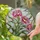 Three Pink Carnation Flowers Tiffany Glass Mosaic Art, Ruffled Petals, Green Leaves, Crackled Stained Glass Suncatcher - 2