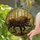 Majestic Wild Boar Profile Forest Undergrowth Stained Glass - Tiffany Style Glowing Jewel Tones Stained Glass Suncatcher - 2