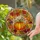 Pumpkin Maple Oak Leaf Tiffany Stained Glass Glowing Mosaic Autumn Harvest Stained Glass Suncatcher - 2