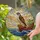 Peregrine Falcon Tiffany Style Stained Glass - Intricate Cliff Ocean Sky Design Stained Glass Suncatcher - 2