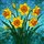 Daffodil Flower Blooms Tiffany Stained Glass Mosaic Art - Vibrant Jewel Tone Garden Gift Stained Glass Suncatcher - 5