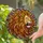 Majestic Lion Head Tiffany Stained Glass – Fiery Jewel Tone Decor Gift Stained Glass Suncatcher - 2