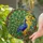 Majestic Peacock Stained Glass - Jewel Tone Feather Art, Blue Purple Emerald Violet Mosaic Stained Glass Suncatcher - 2