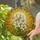 White Lily Flowers Stained Glass Sunburst - Tiffany Style Luminous Frosted Halo Art Stained Glass Suncatcher - 2