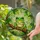 Tiffany Style Emerald Green Tree Frog Stained Glass Mosaic Golden Yellow Leaves Stained Glass Suncatcher - 2