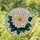 Highly Detailed Stained Glass Dahlia Peony Flower Mosaic - Tiffany Style Jewel Tone Gift Stained Glass Suncatcher - 1