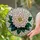 Highly Detailed Stained Glass Dahlia Peony Flower Mosaic - Tiffany Style Jewel Tone Gift Stained Glass Suncatcher - 2