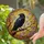 Black Raven Stained Glass Art with Red Eyes - Golden Amber Sky Tiffany Jewel Tones Stained Glass Suncatcher - 2