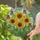 Sunflowers & Monarch Butterflies Intricate Stained Glass Mosaic - Tiffany Jewel Tones Stained Glass Suncatcher - 2