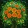 Marigold Flowers Stained Glass - Tiffany Style Buds Leaves Foliage Full Bloom Stained Glass Suncatcher - 5