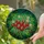 Tiffany Style Stained Glass Red Strawberry Leaves & Blossoms Suncatcher - Garden Home Decor Stained Glass Suncatcher - 2