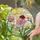 Red Ladybug Pink Flower Sun Mosaic Hills Tiffany Glass Decor Art for Nature Lovers Stained Glass Suncatcher - 2