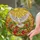 White Dove in Flight Sun Rays Green Vines Red Pink Flowers - Stained Glass Window Art Stained Glass Suncatcher - 2