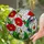 Ruby-throated Iridescent Hummingbird Red Poppy Tiffany Style Stained Glass Mosaic Art Stained Glass Suncatcher - 2