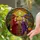 Two Witches Toasting Red Wine, Stained Glass Autumn Forest Black Cat Jack-O'-Lantern Stained Glass Suncatcher - 2