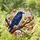Stained Glass Raven Autumn Leaves Tiffany Style Art - Iridescent Blue Purple Feathers Stained Glass Suncatcher - 1