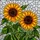 Tiffany Style Sunflower Stained Glass Mosaic - Detailed Green Foliage & Iridescent White Stained Glass Suncatcher - 5