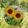 Tiffany Style Sunflower Stained Glass Mosaic - Detailed Green Foliage & Iridescent White Stained Glass Suncatcher - 1