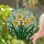 Tiffany Stained Glass Daffodil Cluster - Yellow Orange Green Petals & Leaves Art Gift Stained Glass Suncatcher - 2
