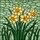 Tiffany Stained Glass Daffodil Cluster - Yellow Orange Green Petals & Leaves Art Gift Stained Glass Suncatcher - 5