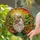 Calico Tabby Cat Portrait Stained Glass - Ginger Nameplate, Wildflower Sunset Mosaic Stained Glass Suncatcher - 2