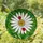 White Daisy Flower Ladybug Tiffany Stained Glass Green Foliage Mosaic Natural Environment Stained Glass Suncatcher - 1
