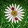 White Daisy Flower Ladybug Tiffany Stained Glass Green Foliage Mosaic Natural Environment Stained Glass Suncatcher - 5