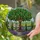 Jewel Tone Stained Glass Fruit Tree - Tuscan Village Cypress Hills Mediterranean Art Stained Glass Suncatcher - 2