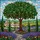 Jewel Tone Stained Glass Fruit Tree - Tuscan Village Cypress Hills Mediterranean Art Stained Glass Suncatcher - 5