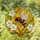 Honeybee Stained Glass Art with Honeycomb & Flowers - Tiffany Style Window Decor Stained Glass Suncatcher - 1