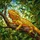 Bearded Dragon Stained Glass Mosaic Jungle Foliage Tiffany Style Wildlife Art Home Decor Stained Glass Suncatcher - 5