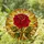 Deep Red Rose Stained Glass - Tiffany Style Mosaic Light with Radiant Amber Golden Glow Stained Glass Suncatcher - 1