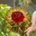 Deep Red Rose Stained Glass - Tiffany Style Mosaic Light with Radiant Amber Golden Glow Stained Glass Suncatcher - 2